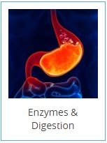 enzymes-digestion-2-.jpg