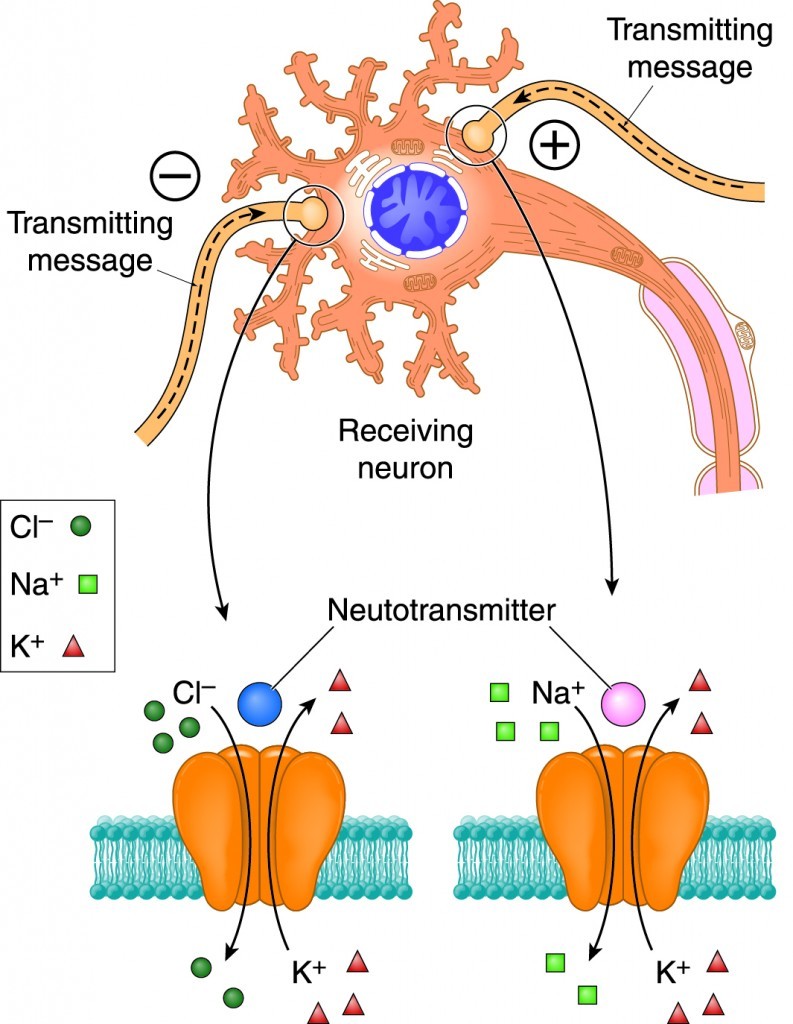 neurotransmitter-diagram-793x1024.jpg